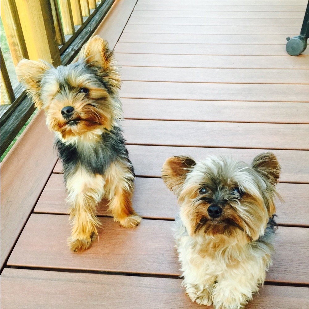 Meet your Posher, Dawn